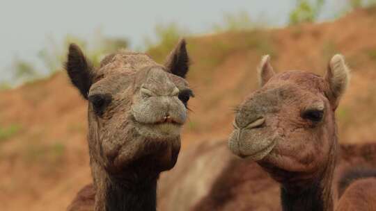 Pushkar博览会上的骆驼，也称为Pu