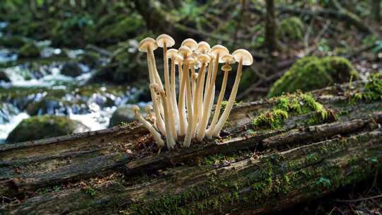森林中木头上生长的蘑菇