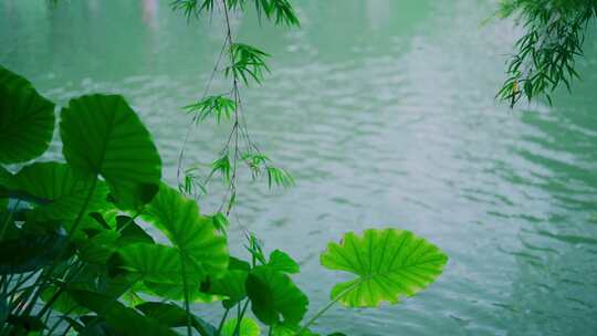 湖泊植物风景视频素材模板下载