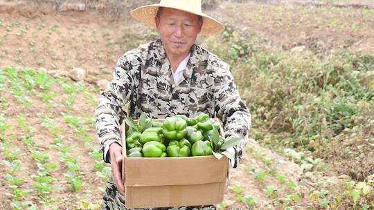 圆青椒合集