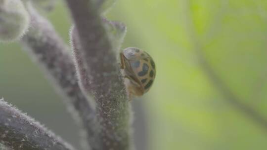 茄子茎干上的瓢虫微距LOG