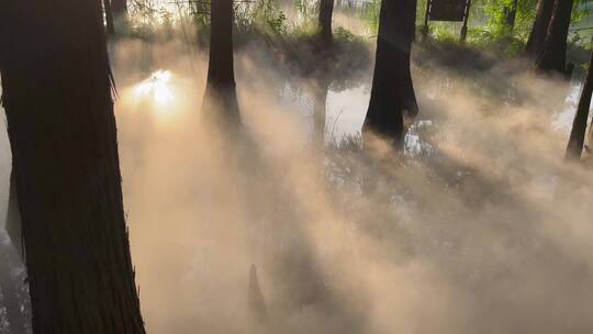 阳光穿透树林云雾缭绕空境4k