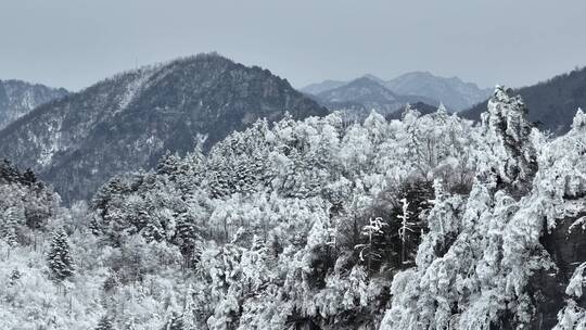 航拍湖北神农架原始森林群山冬季雪景雪松