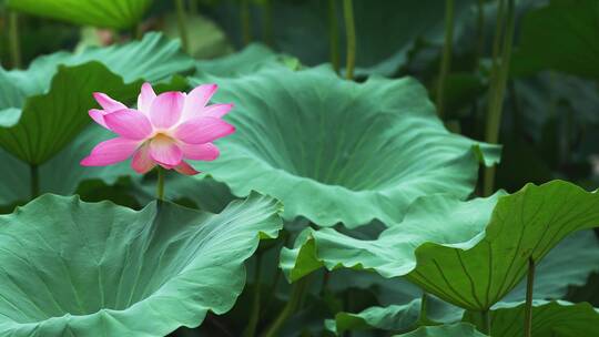 荷花自然涟漪露水池塘开花莲蓬公园花瓣雨诗