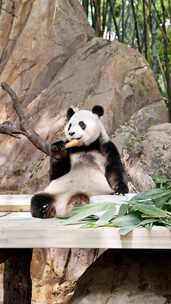 国宝熊猫竖屏4K-02
