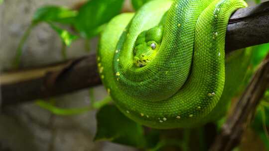 野生爬行动物 绿色的蛇