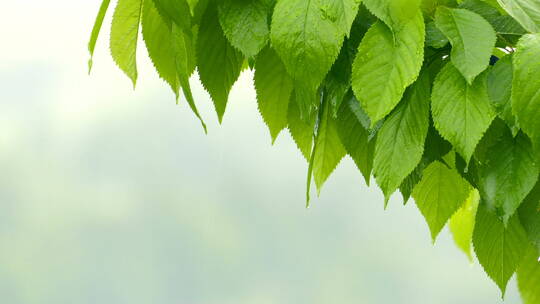 雨中的树叶