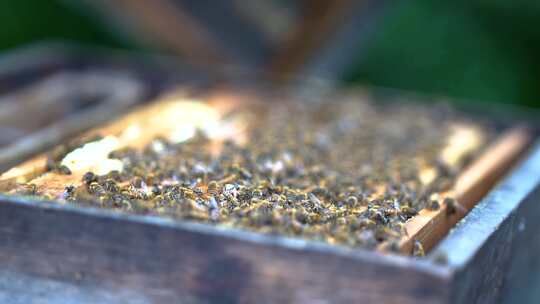 蜜蜂 养蜂人