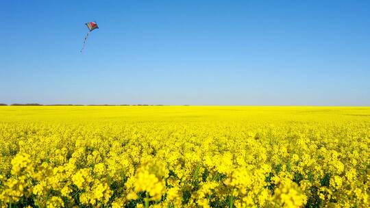 油菜花田野