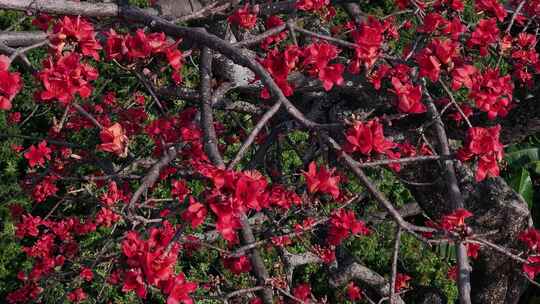 盛开的木棉花特写