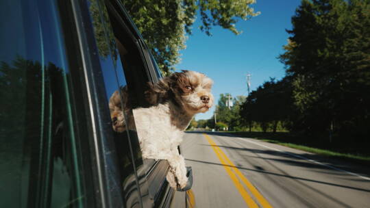 小狗从车窗里探出头视频素材模板下载