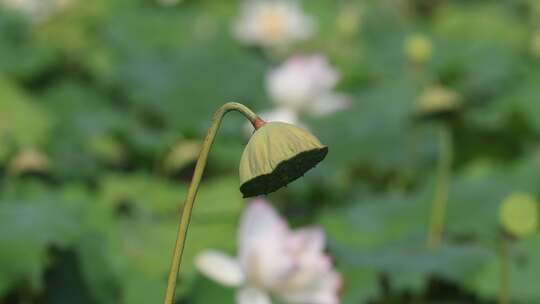 荷花莲蓬