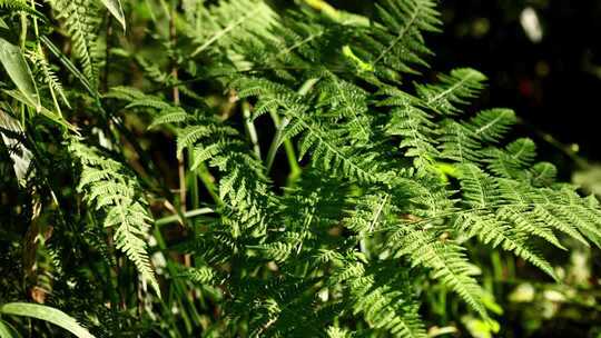 原始森林里的自然生长的蕨类植物