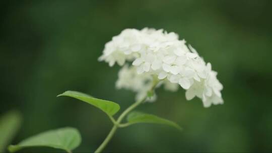 绣球花的白色花朵