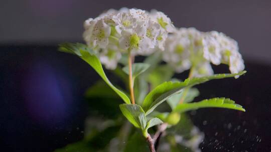 鲜花摄影微距铁线菊