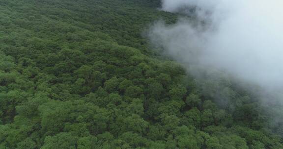 航拍高角度 云雾缭绕飘过灌木丛