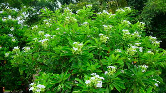 海杧果 热带植物