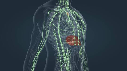 淋巴系统 三维人体 器官 内分泌 医学动画视频素材模板下载