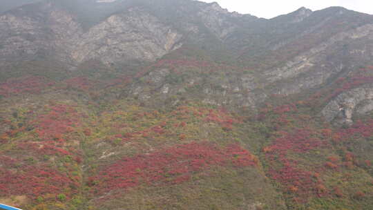 长江三峡巫峡红叶