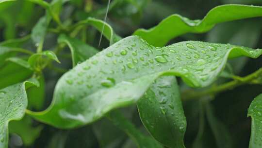 下雨天桂花树金桂八月桂花植物水滴升格