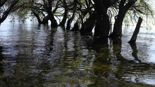 水上树林森林湖水湿地公园