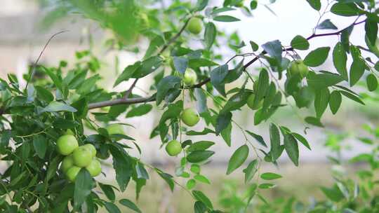 果园树枝上盛开的枣树结果青枣
