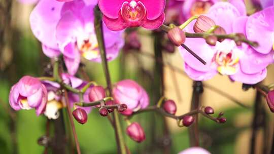 蝴蝶兰 兰花 花朵 观赏花 卉漂亮的花朵