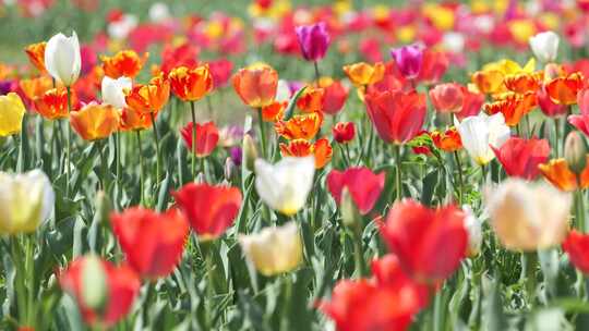 郁金香花海春天公园植物园