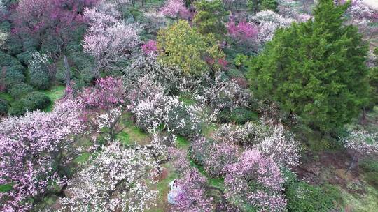 南京梅花山景区4k航拍