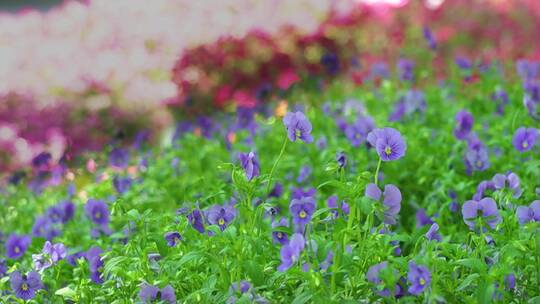 西安市 绿化  景观  花 城市