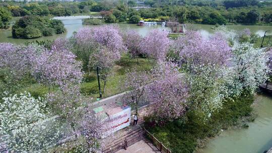 广州海珠国家湿地公园紫荆花海航拍集锦一