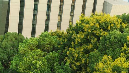 武汉琴台航拍建筑外观树木屋顶