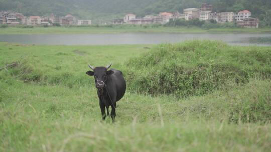 乡村小溪溪流河流牛吃草自然生态环境溪边视频素材模板下载