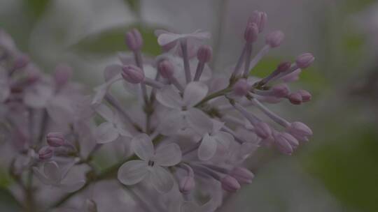 丁香花微距LOG