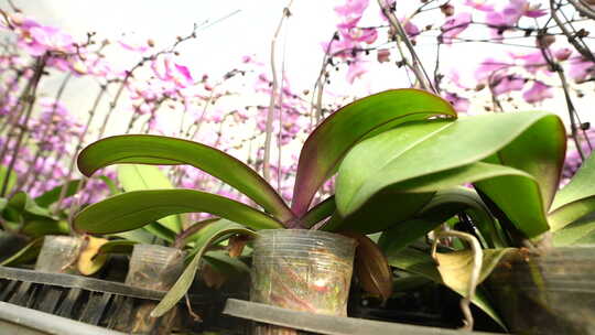 大棚种植蝴蝶兰 大棚种植花卉 花卉种植