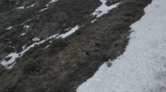 藏区牧民雪山挖虫草