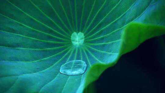 夏季下雨天荷花荷叶雨滴水滴水珠