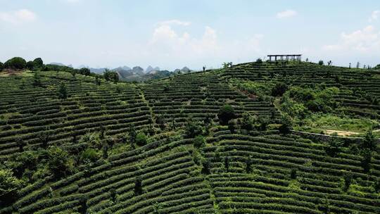 航拍茶叶茶园茶场