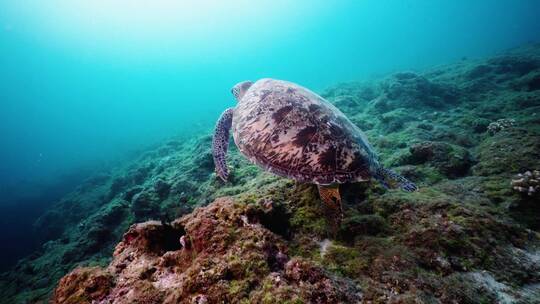 海龟游泳慢动作
