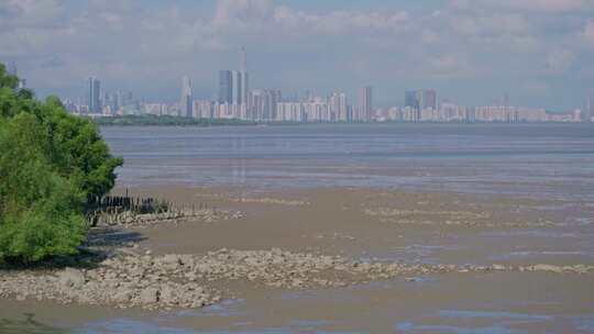 深圳湾滨海栈道，红树林生态海洋环境