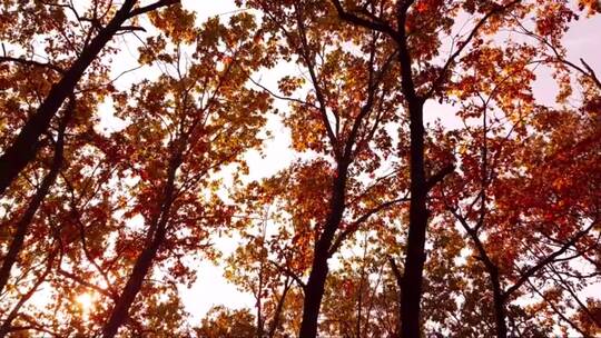 秋季的树林