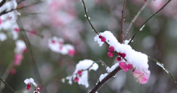 冬季下雪红梅花盛开红梅傲雪