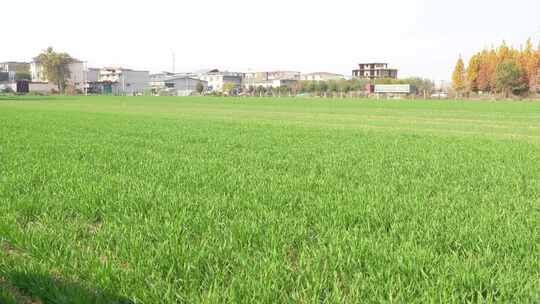 麦苗 田地 绿色 植物 农业作物 自然生态