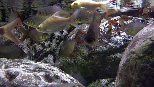 鲤鱼在岩石间游动