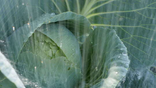 大雨倾泻在绿色卷心菜秋千上