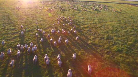 乌拉圭 牧场放牧 羊群奔跑 阳光 跟拍 航拍