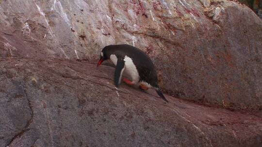 企鹅在南极洲的岩石上行走