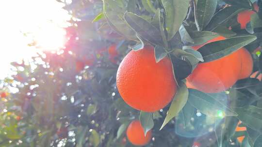 阳光下树枝上的橙子