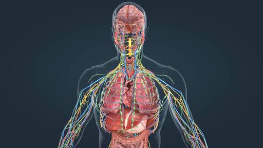 医学人体器官内分泌系统腺体肾脏三维动画