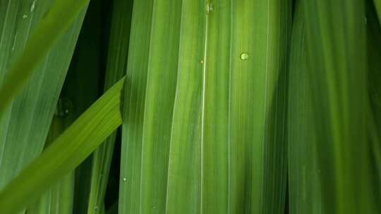 微观世界植物上的昆虫